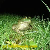 /home//u458753944/public_html/sourcegallery///Frogs/More bullfrogs/P7060232.JPG